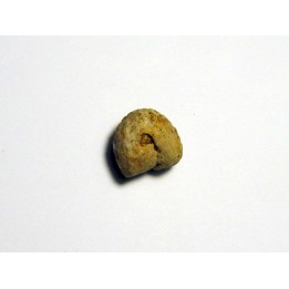 Protophites christoli (1)