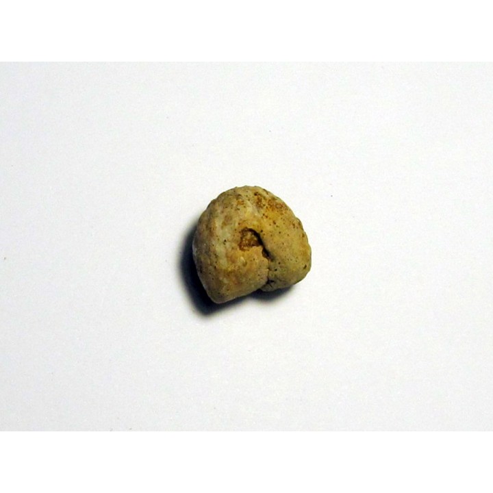 Protophites christoli (1)