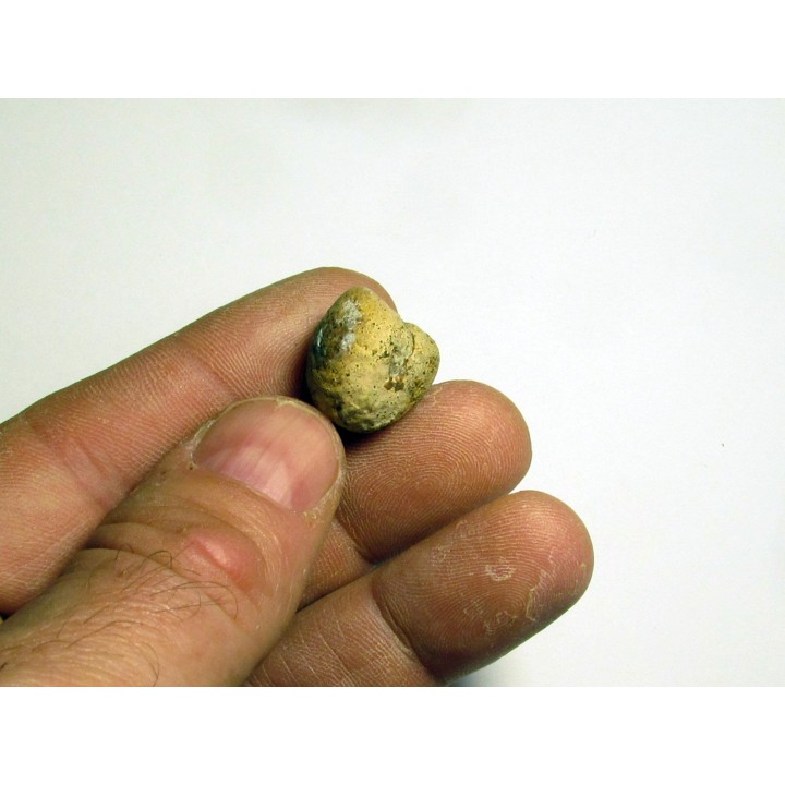 Protophites christoli (1)