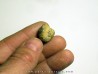 Protophites christoli (1)
