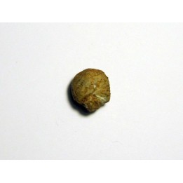 Protophites christoli (2)