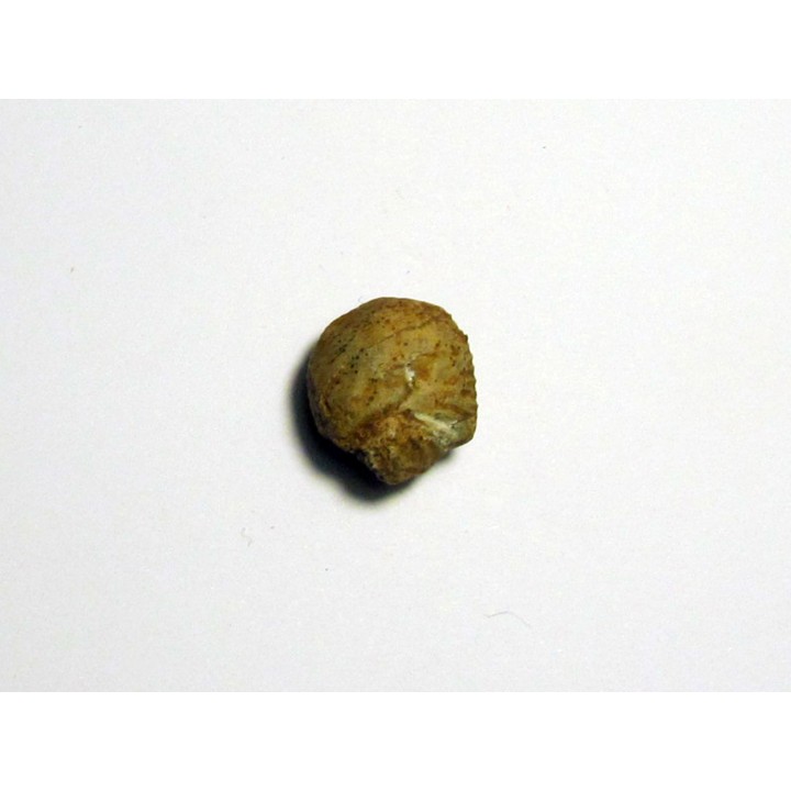Protophites christoli (2)