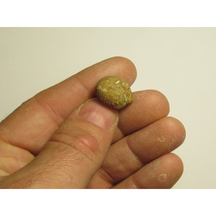 Protophites christoli (2)
