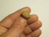 Protophites christoli (2)