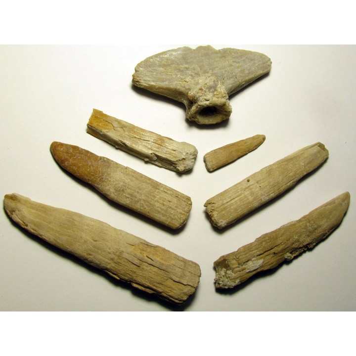 dent rostrale de PRISTIS
