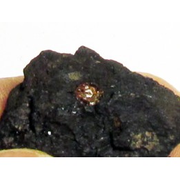 bois fossile avec inclusion d AMBRE (2)