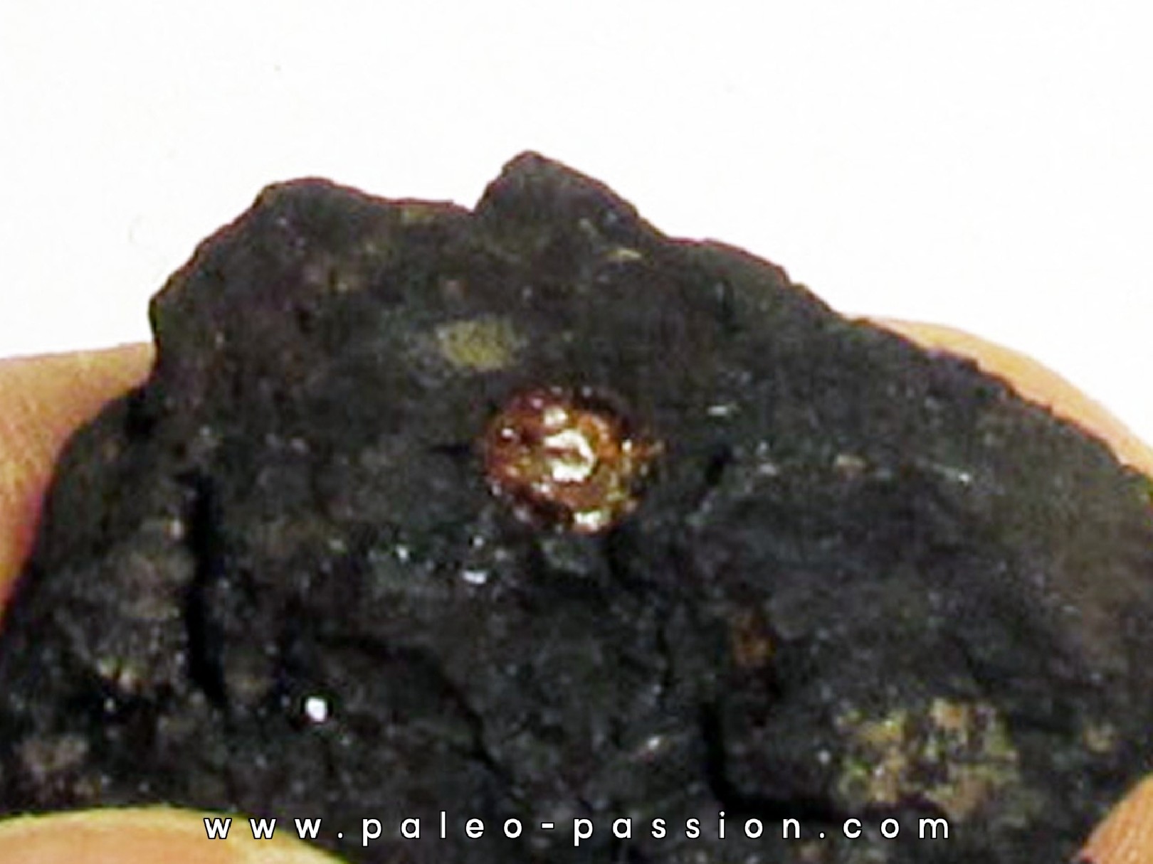 bois fossile avec inclusion d AMBRE (2)
