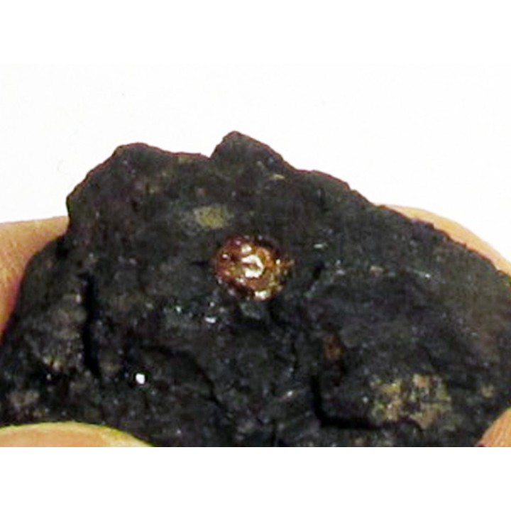 wood with amber inclusion (2)