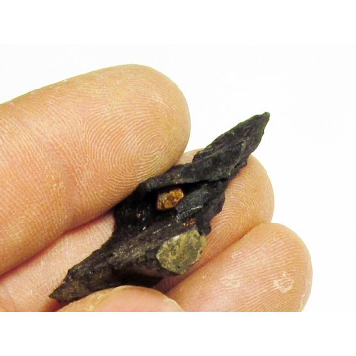 bois fossile avec inclusion d AMBRE (3)
