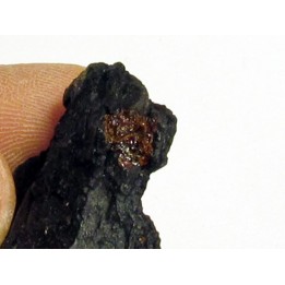 bois fossile avec inclusion d AMBRE (4)