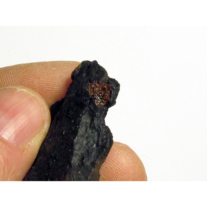 bois fossile avec inclusion d AMBRE (4)