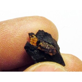 bois fossile avec inclusion d AMBRE (6)