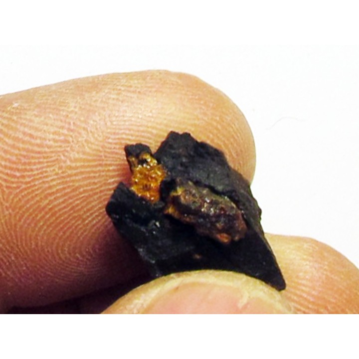 bois fossile avec inclusion d AMBRE (6)