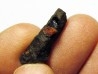 bois fossile avec inclusion d AMBRE (8)