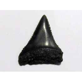 fossil shark tooth great white: Carcharodon carcharias (1)