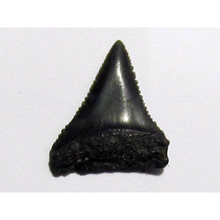 fossil shark tooth great white: Carcharodon carcharias (1)