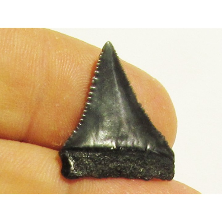 fossil shark tooth great white: Carcharodon carcharias (1)