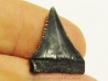 fossil shark tooth great white: Carcharodon carcharias (1)
