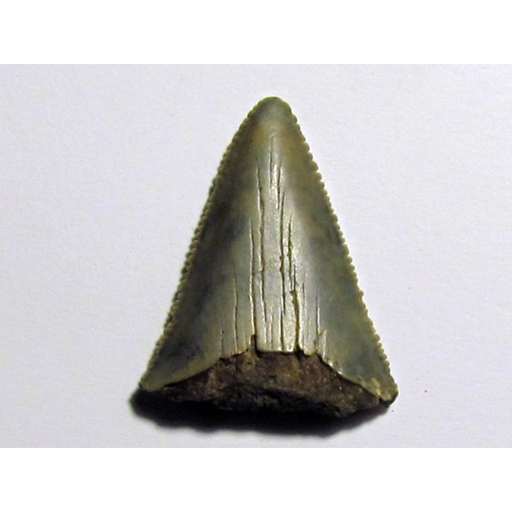 fossil shark tooth great white: Carcharodon carcharias (2)