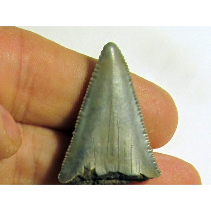 fossil shark tooth great white: Carcharodon carcharias (2)