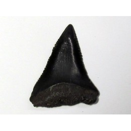 fossil shark tooth great white: Carcharodon carcharias (3)