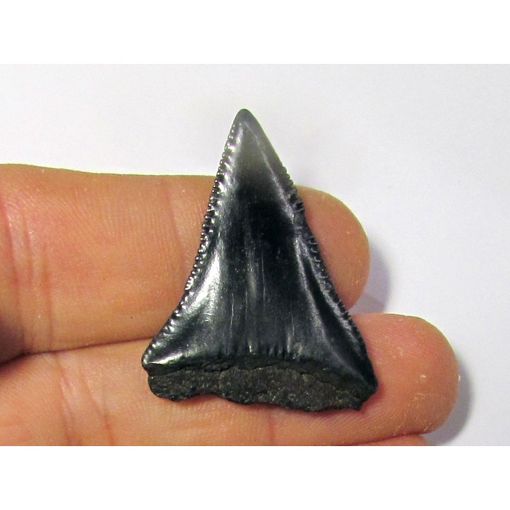fossil shark tooth great white: Carcharodon carcharias (3)