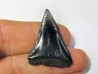fossil shark tooth great white: Carcharodon carcharias (3)