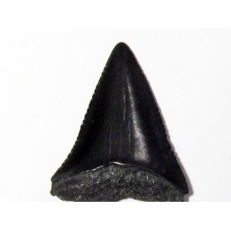 fossil shark tooth great white: Carcharodon carcharias (4)