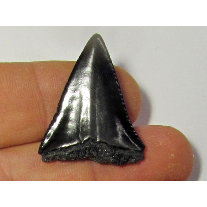 fossil shark tooth great white: Carcharodon carcharias (4)
