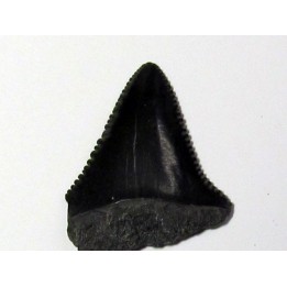 fossil shark tooth great white: Carcharodon carcharias (6)
