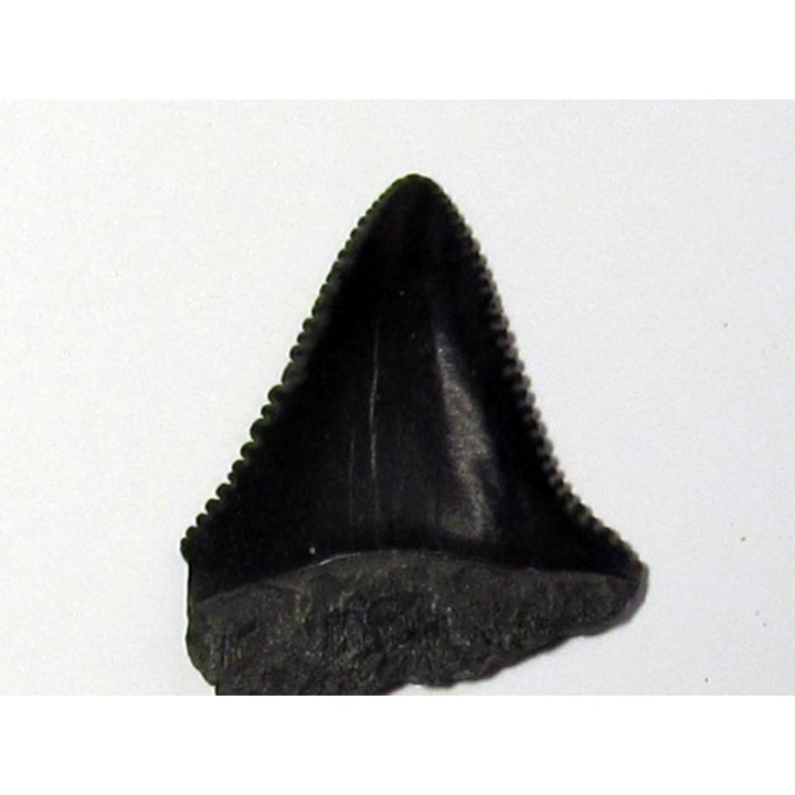 fossil shark tooth great white: Carcharodon carcharias (6)