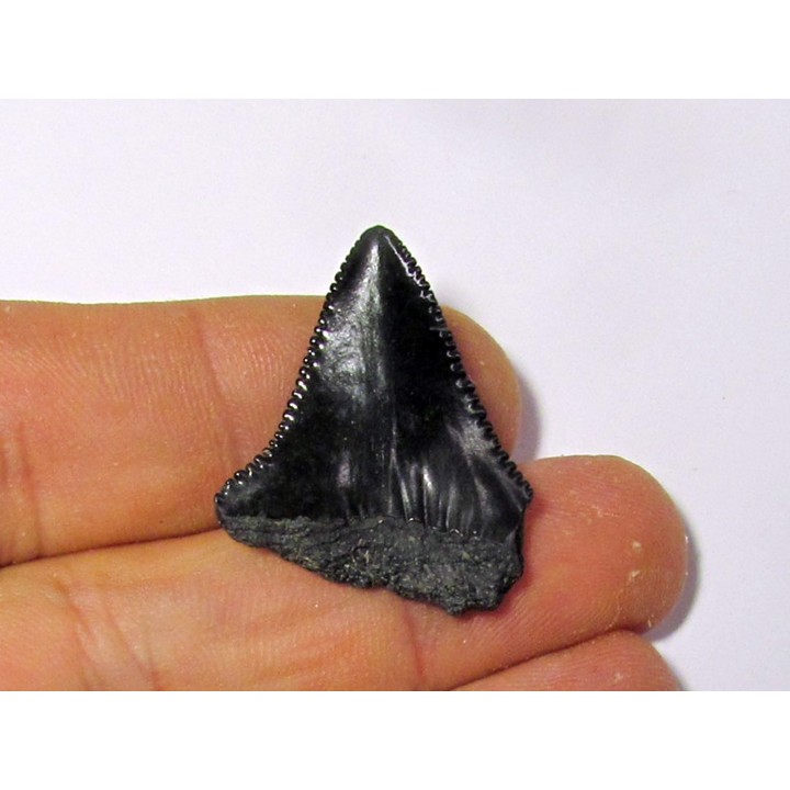 fossil shark tooth great white: Carcharodon carcharias (6)