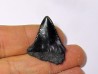 fossil shark tooth great white: Carcharodon carcharias (6)