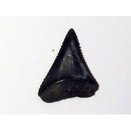 fossil shark tooth great white: Carcharodon carcharias (7)