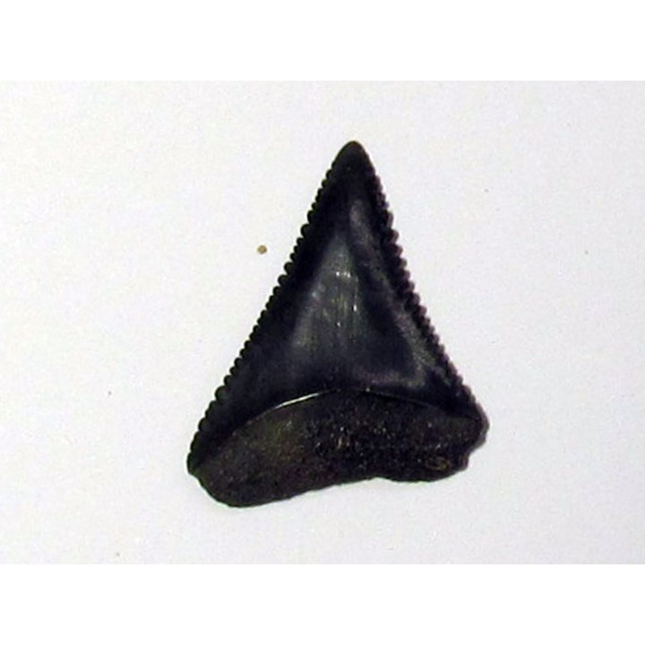 fossil shark tooth great white: Carcharodon carcharias (7)