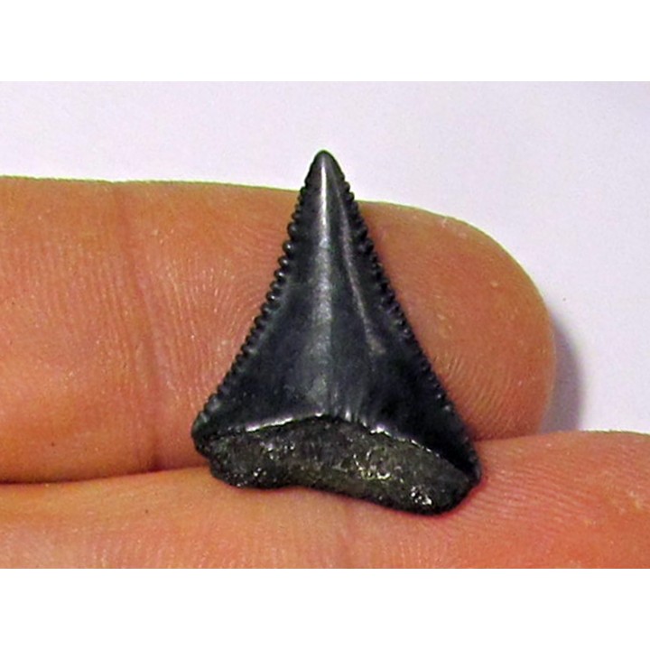 fossil shark tooth great white: Carcharodon carcharias (7)