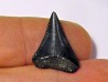 fossil shark tooth great white: Carcharodon carcharias (7)