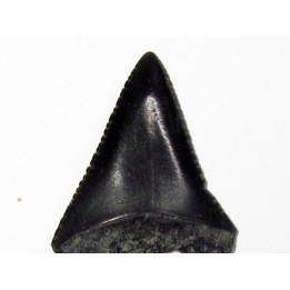fossil shark tooth great white: Carcharodon carcharias (8)
