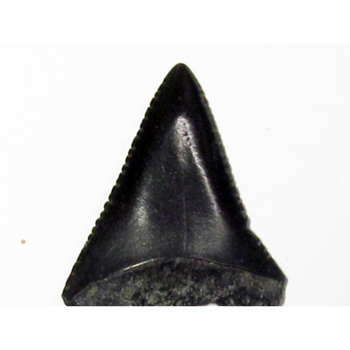 fossil shark tooth great white: Carcharodon carcharias (8)