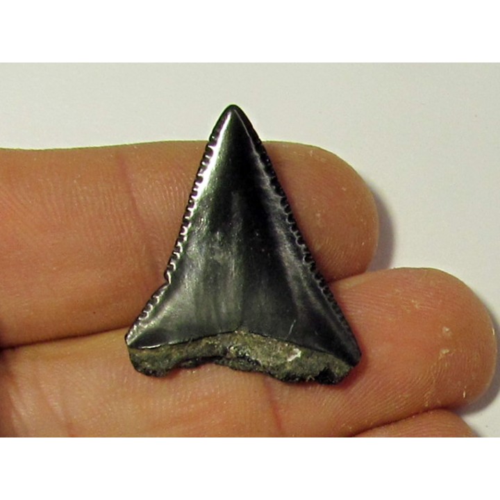 fossil shark tooth great white: Carcharodon carcharias (8)