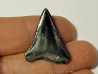 fossil shark tooth great white: Carcharodon carcharias (8)