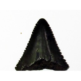 fossil shark tooth great white: Carcharodon carcharias (9)