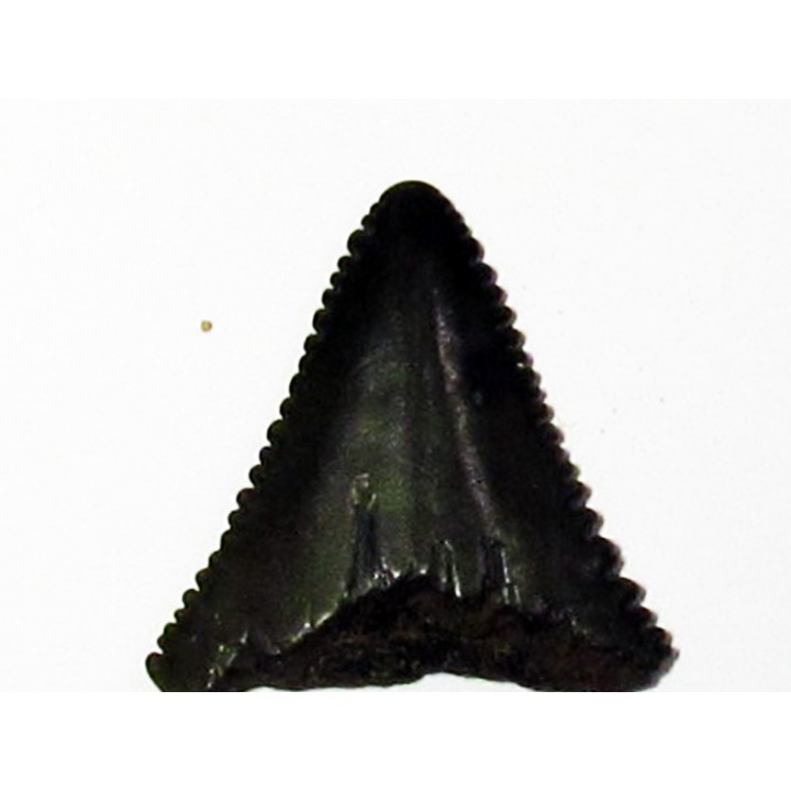 dent fossile du GRAND REQUIN BLANC: Carcharodon carcharias (9)