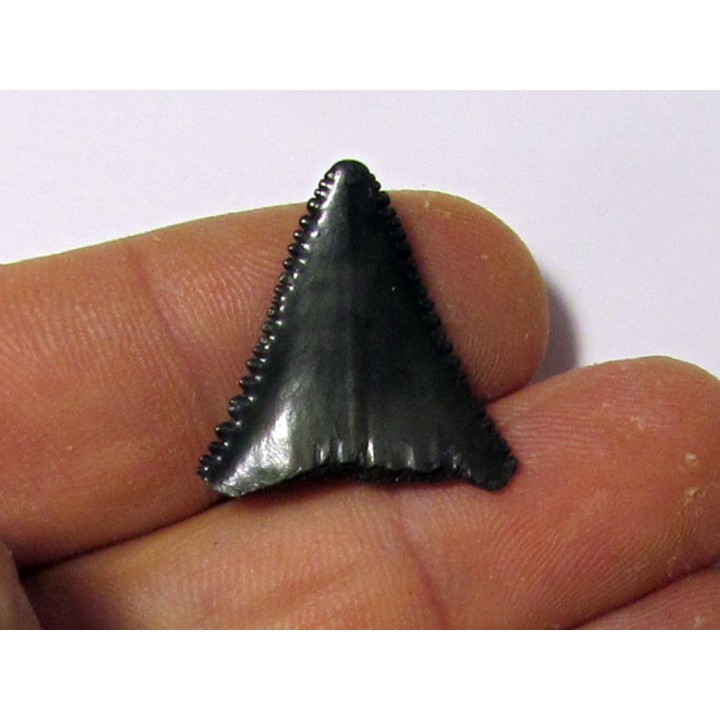 dent fossile du GRAND REQUIN BLANC: Carcharodon carcharias (9)