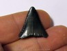 dent fossile du GRAND REQUIN BLANC: Carcharodon carcharias (9)