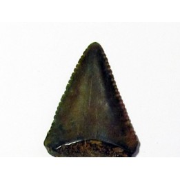fossil shark tooth great white: Carcharodon carcharias (10)