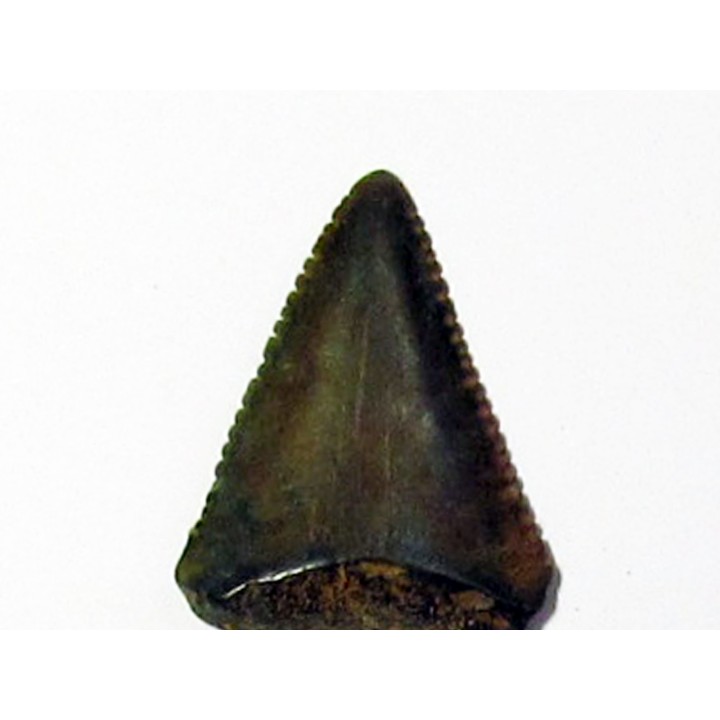 fossil shark tooth great white: Carcharodon carcharias (10)