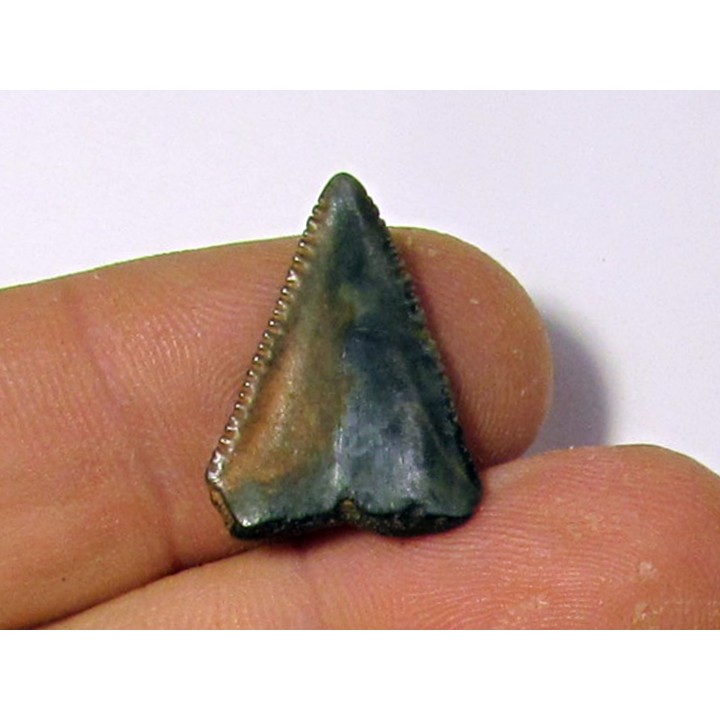fossil shark tooth great white: Carcharodon carcharias (10)