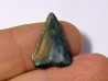 fossil shark tooth great white: Carcharodon carcharias (10)