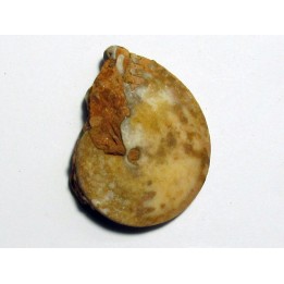 PSEUDOSAGECERAS MULTILOBATUM (1)